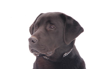 Labrador dog portrait in front of white background