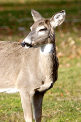 A white tail deer looks off to the side.