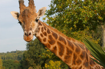 Giraffe