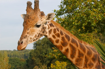 Giraffe