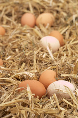 eggs arranged in straw