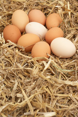 eggs in straw nest upright