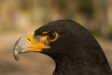 Busto de Aguila