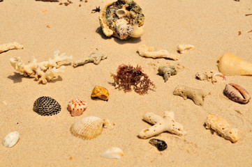 Strand Muscheln Korallen