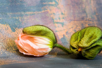 Mohnblüte