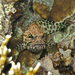 Reef coral fish family Gobiidae