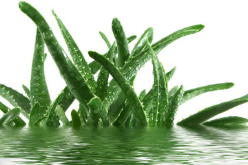 aloe vera