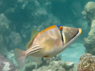 Naklejka na ściany i meble Reef coral fish Arabian Picassofish