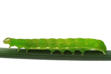 spring caterpillar