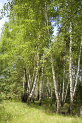birchwood
