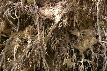 Tree root texture