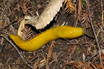 Pacific giant banana slug - Powered by Adobe