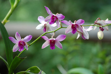 Fototapeta na wymiar Purple and White Orchid