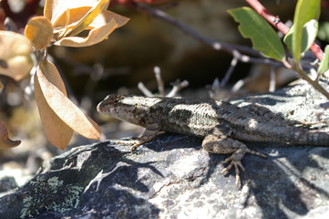 Lizard on a rock