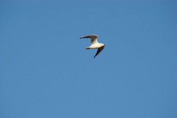                                Mouette