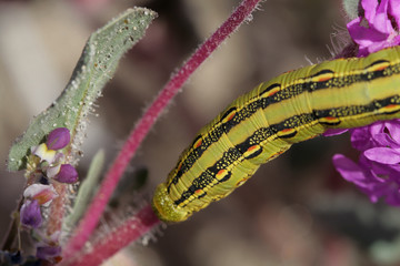 Caterpillar