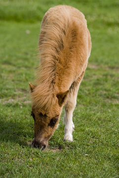 zwergpony