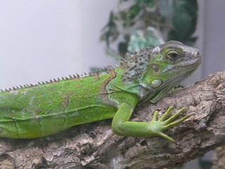 Fototapeta premium IGUANE