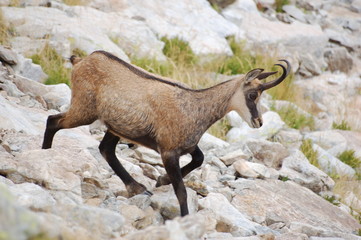 chamois, Alpes