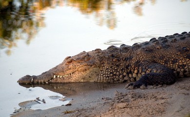 South Florida Crocodile