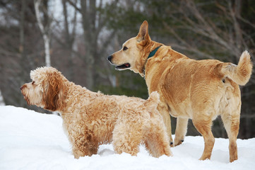 alert dogs in the snow