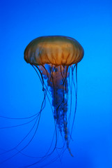 Jelly fish in the ocean