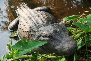 Alligator in pond
