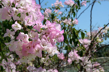 Pink Tropical Flowers