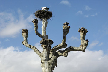 nid de cigogne sur un platane