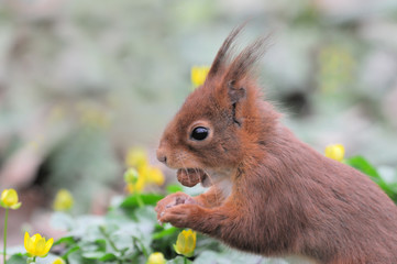 Red squirrel écureuil roux mange noisette