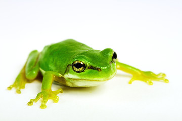 Little tree-frog on white background - close-up