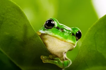 Printed kitchen splashbacks Frog Frog peeking out