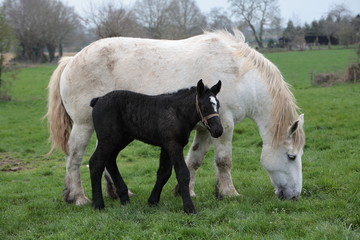 percherons, femelle et son petit © Dominique VERNIER