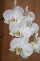 orchidea