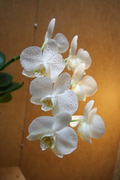 Fototapeta orchidea