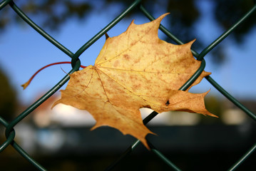 Blatt am Zaun