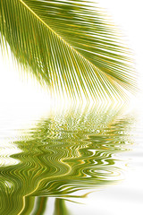 Fototapeta na wymiar image de palme