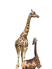 Giraffe wildlife animal composition white background