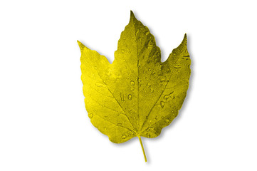 Feuille jaune