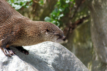 Otter portrait