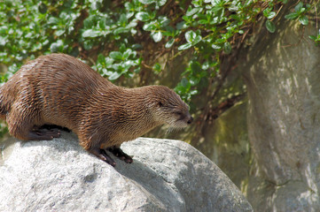 Otter portrait