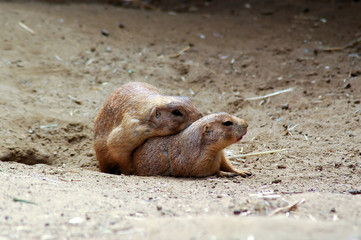 prairie dog intimacy