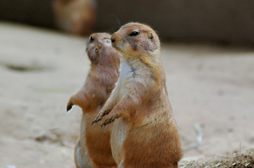 prairie dog sentrys