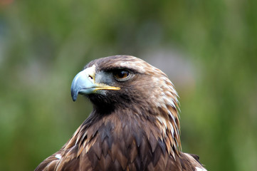 Golden Eagle portrait