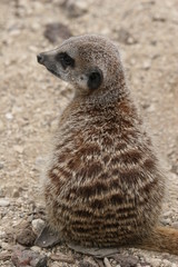 meerkat
