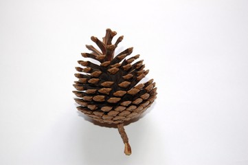 Pine Cone