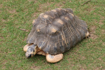 radiated tortoise