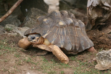 Radiated Tortoise