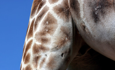 Giraffe - Giraffa camelopardalis 03