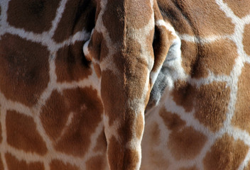 Giraffe - Giraffa camelopardalis 05